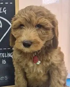 Kobus, a doodle puppy, on the consulting-room table