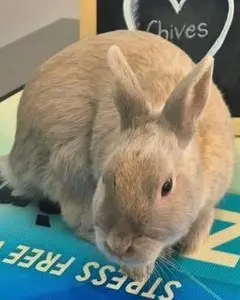 Koffie, a young rabbit, on the consulting-room table