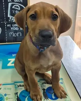 Ruby, a Rhodesian ridgeback puppy, on the consulting-room table