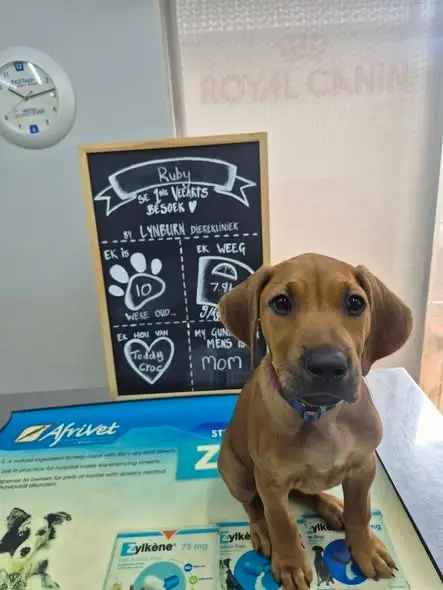 Ruby at the first visit, beside the chalkboard