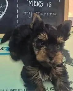 Luna, a Yorkshire terrier puppy, on the consulting-room table