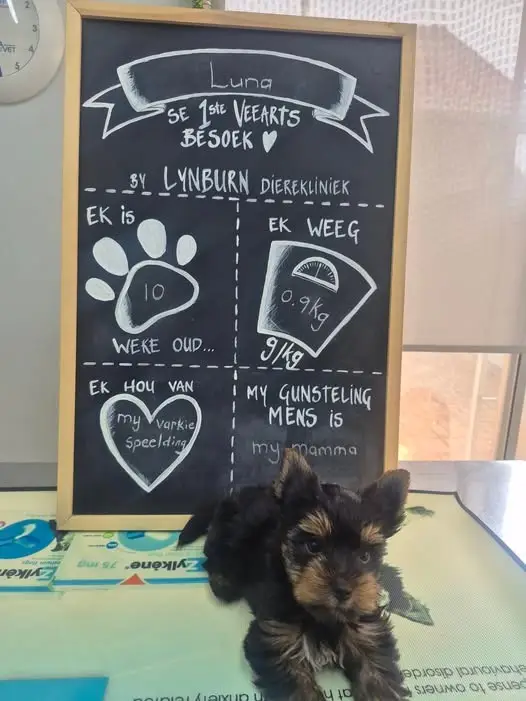 Luna at the first visit, beside the chalkboard
